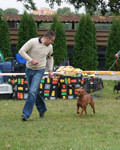 pinscher moyen top pinscher