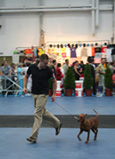 pinscher show