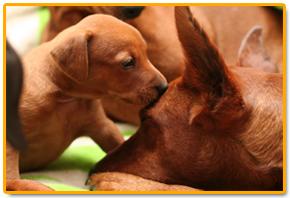 Cachorros pinscher