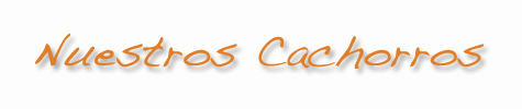 cachorros pinscher en venta