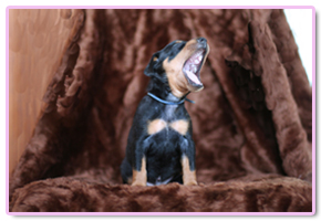 Próximas camadas pinscher