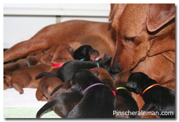pinscher fire dreams cachorros