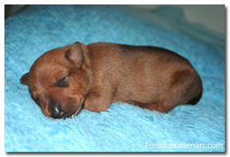 fire dreams pinscher spain