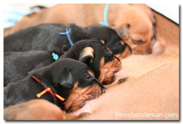 cachorros pinscher fire dreams