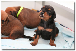 cachorros pinscher barcelona