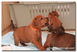 cachorros pinscher fire dreams