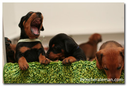 Fire dreams cachorros fotos