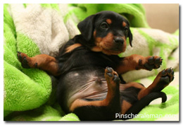 Cachorr jugando