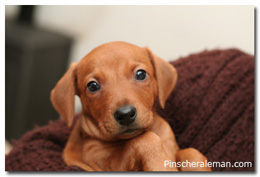 Pinscher rojo fire dreams