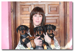 Nuestros tres negritos de pinscher aleman