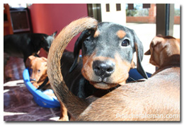 cachorros jugando fotos