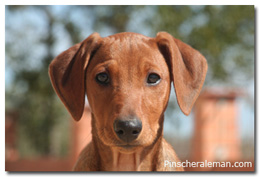 red german pinscher show