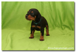 Fire Dreams atomic puppy