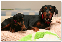 pepa y un cachorro pinscher