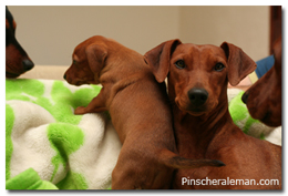 rita pinscher
