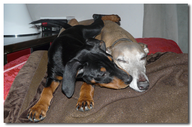 pinscher moyen france