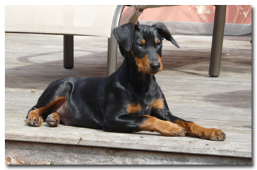 pinscher moyen export france