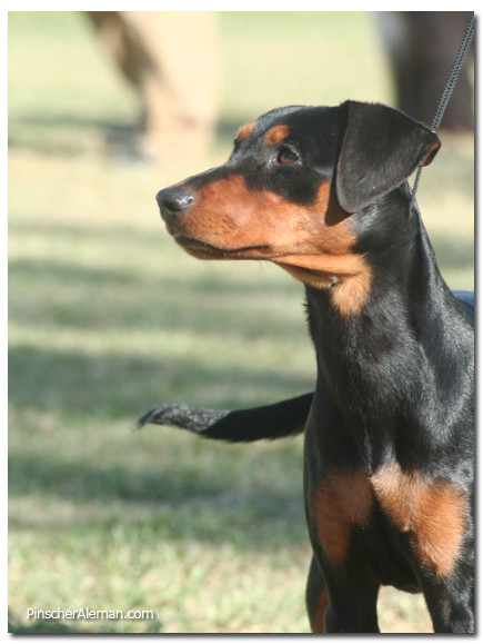 pinscher negro fuego frontar posado