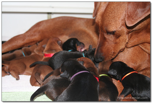 cachorros pinscher