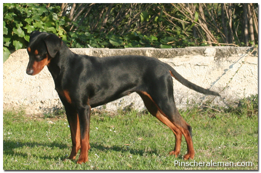 pinscher aleman 