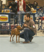 ring lisard valencia pinscher