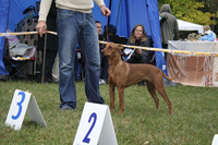 Pinscher World Dog Show