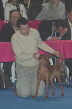 Pinscher Moyen