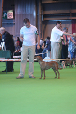 german pinscher 