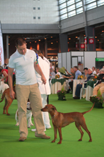 pinscher france