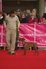 pinscher handling