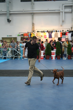 rita pinscher moyen show pinscher