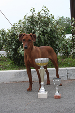 Rita champion france pinscher