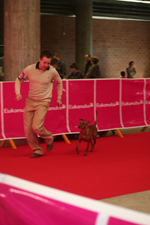 rita pinscher show