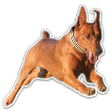 macho pinscher aleman