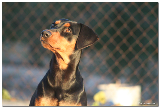 pinscher aleman negro fuego