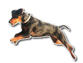 pepa hembra pinscher aleman