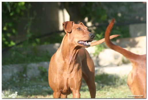 Ravenred pinscher 