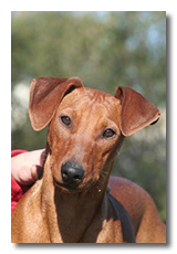 rita ravenred pinscher aloeman