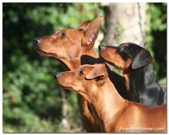 los tres pinscher medianos