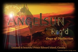 angelsun german pinscher canada