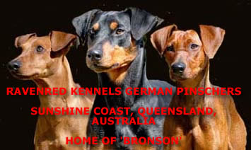 ravenred kennels of australia