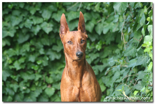 frontal pinscher aleman