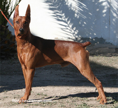 pinscher mediano posado expo 