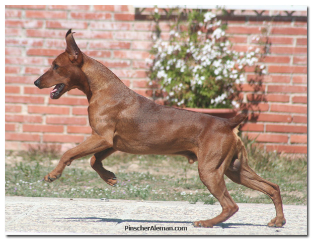 Pinscher mediano campeon de españa 2008