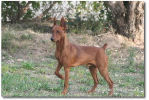 Blade pinscher mediano