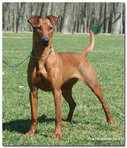 color pinscher