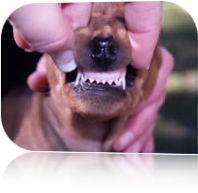 rita boca pinscher
