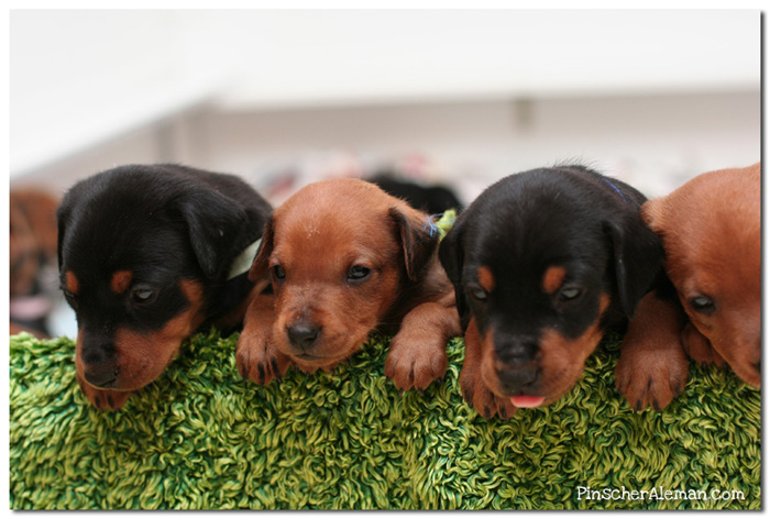 Cachorros pinscher 