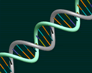 Adn