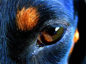 ojo pinscher